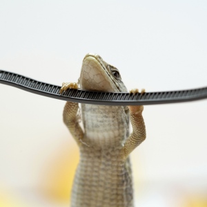 Hanging Lizard